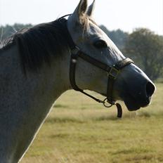 Arabisk fuldblod (OX) Faytima solgt