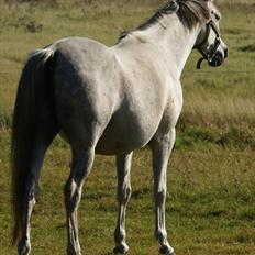 Arabisk fuldblod (OX) Faytima solgt