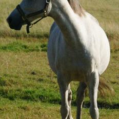 Arabisk fuldblod (OX) Faytima solgt