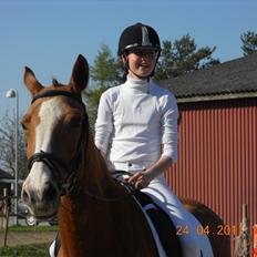 Dansk Varmblod Candy Floss