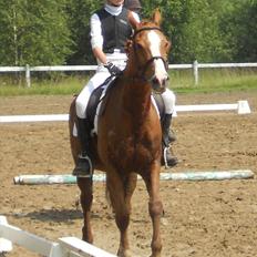 Dansk Varmblod Candy Floss