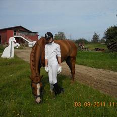 Dansk Varmblod Candy Floss