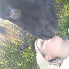 Shetlænder Black Stallion VBS