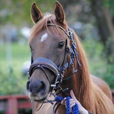 Arabisk fuldblod (OX) Princess Valencia OX