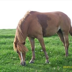 Anden særlig race † Flindtegårdens Ramira †