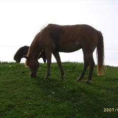 Anden særlig race † Flindtegårdens Ramira †