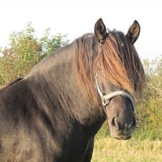 Nordsvensk Skovhest Linus