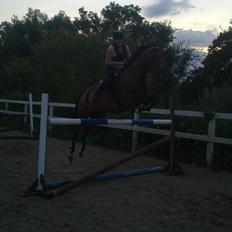 Anden særlig race Santos