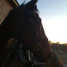 Anden særlig race Santos