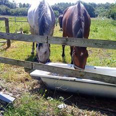 Anden særlig race Santos