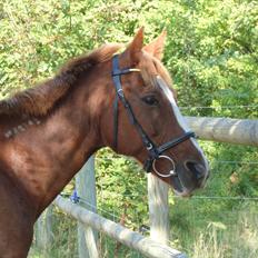 Traver Uwaga Skovfryd / Preasure