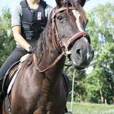 Anden særlig race Dina