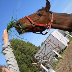 Traver Cindy Vestermarken (Aflivet) (Prinsessen<3) R.I.P