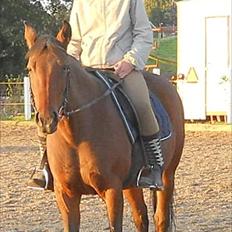 Traver Cindy Vestermarken (Aflivet) (Prinsessen<3) R.I.P