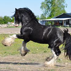 Irish Cob Næbbets Black Spirit