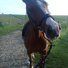 Anden særlig race Aros »Stjernen!