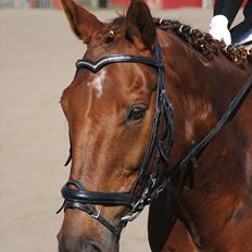 Anden særlig race Fabian 