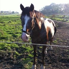 Fransk Sportspony Manel *Soul Mate*
