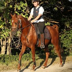 Arabisk fuldblod (OX) D. Midnight Rodeo - SOLGT - 
