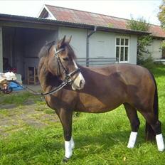 Anden særlig race Cassiopeia