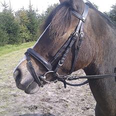 Anden særlig race Cassiopeia