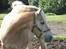 Haflinger Nero 