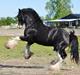 Irish Cob Næbbets Black Spirit