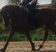 New Forest Crisiansejes Coke