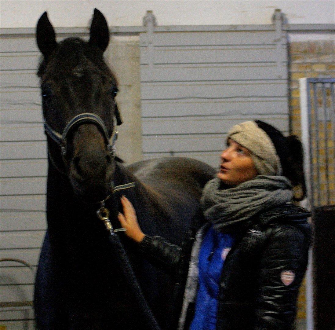 Dansk Varmblod Stærebogårds Ajour - ENDELIG hjemme på stald! billede 9