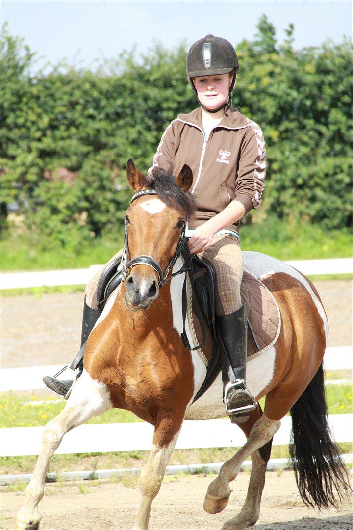 Pinto Mille - Dressur:-) Foto: Thea Hald billede 9