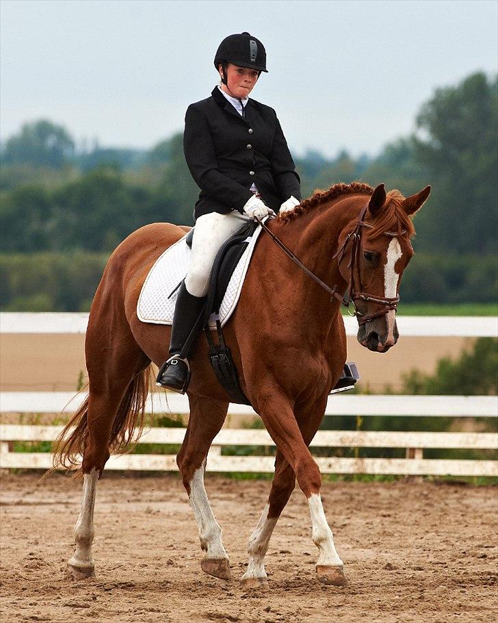 Palomino Destiny af dyrehavegård billede 3