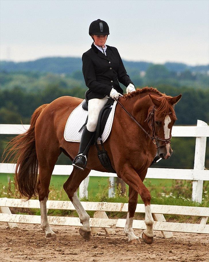 Palomino Destiny af dyrehavegård billede 5