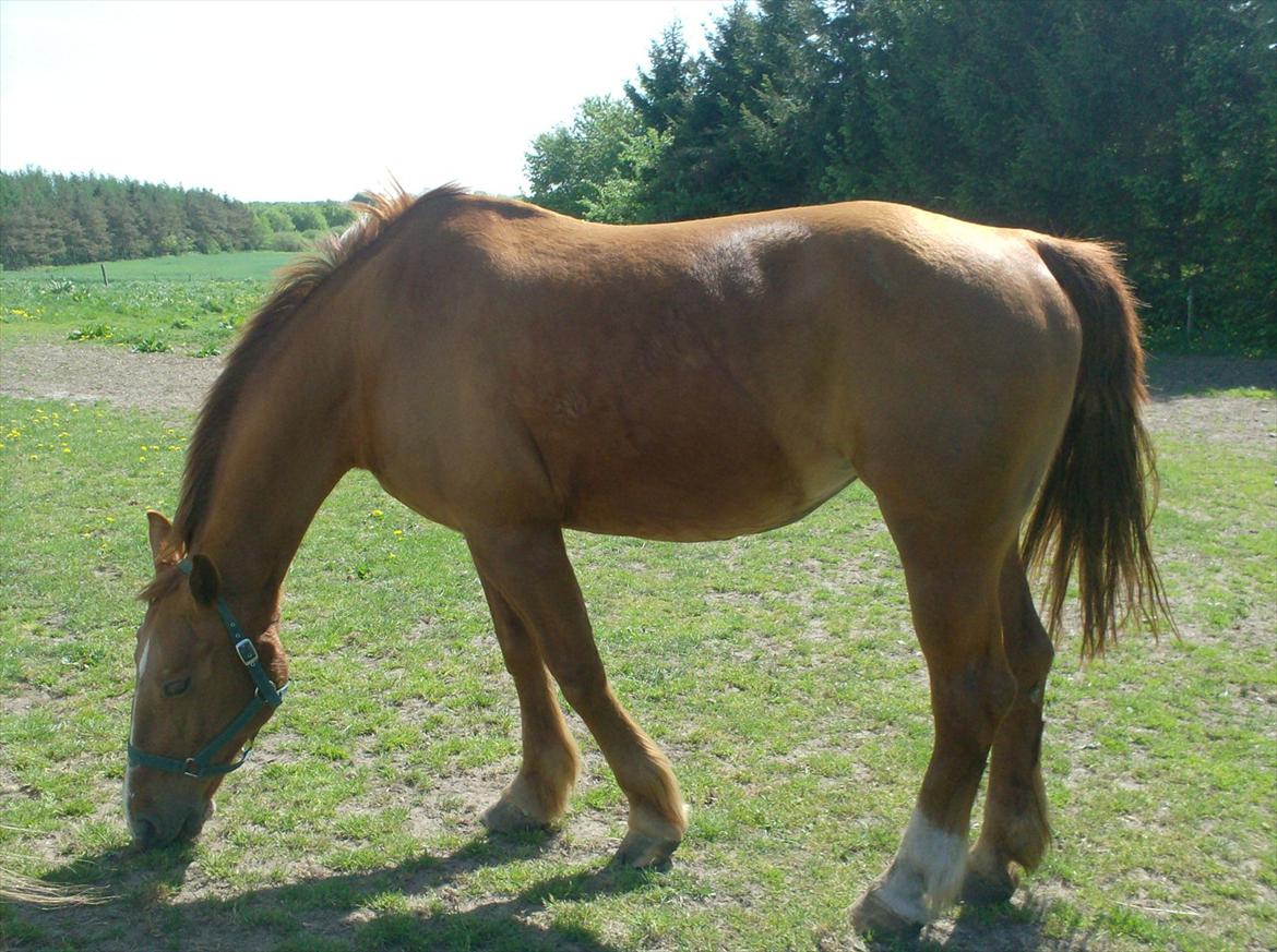 Oldenborg Mandonna billede 14