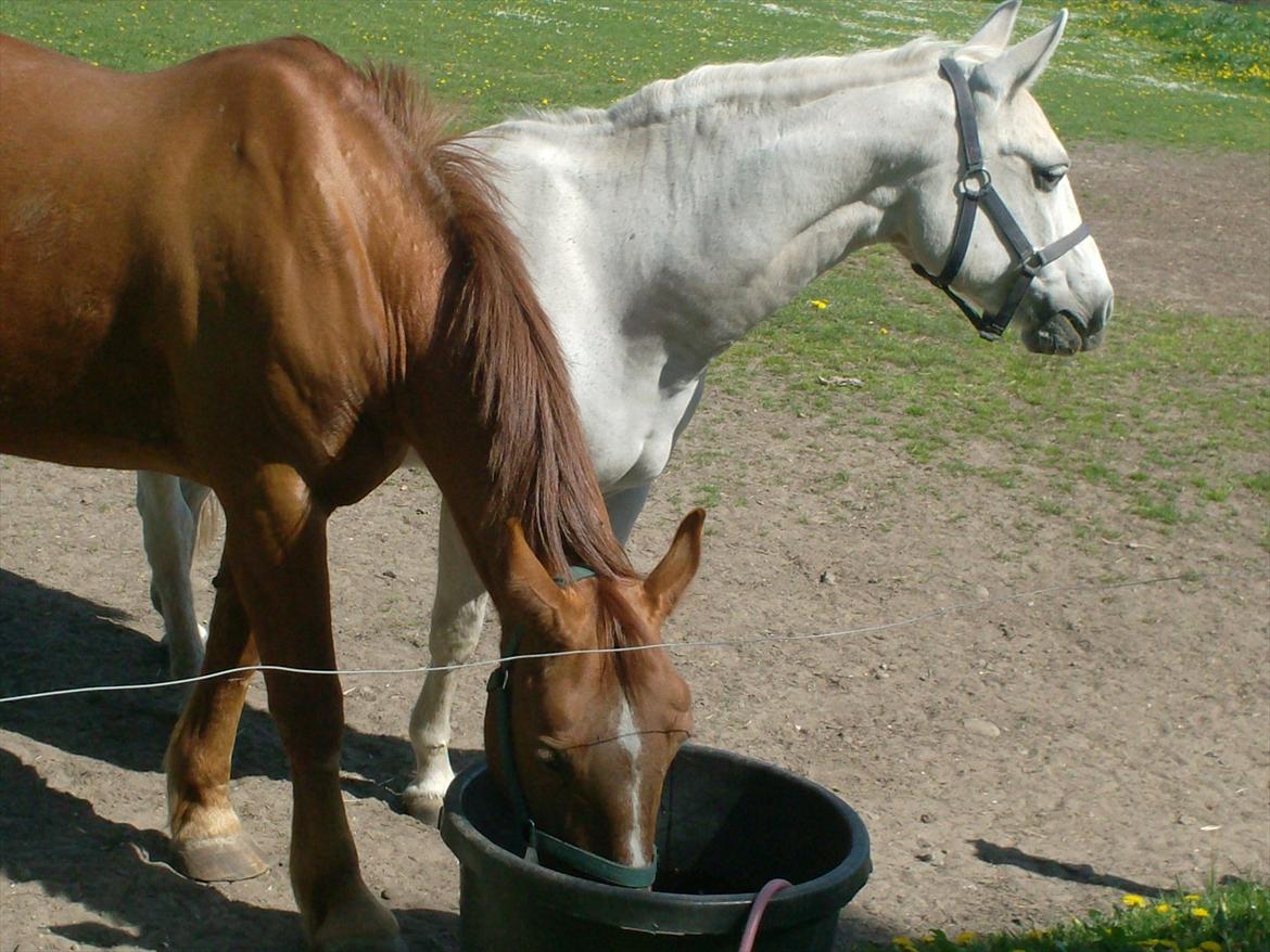 Oldenborg Mandonna billede 19