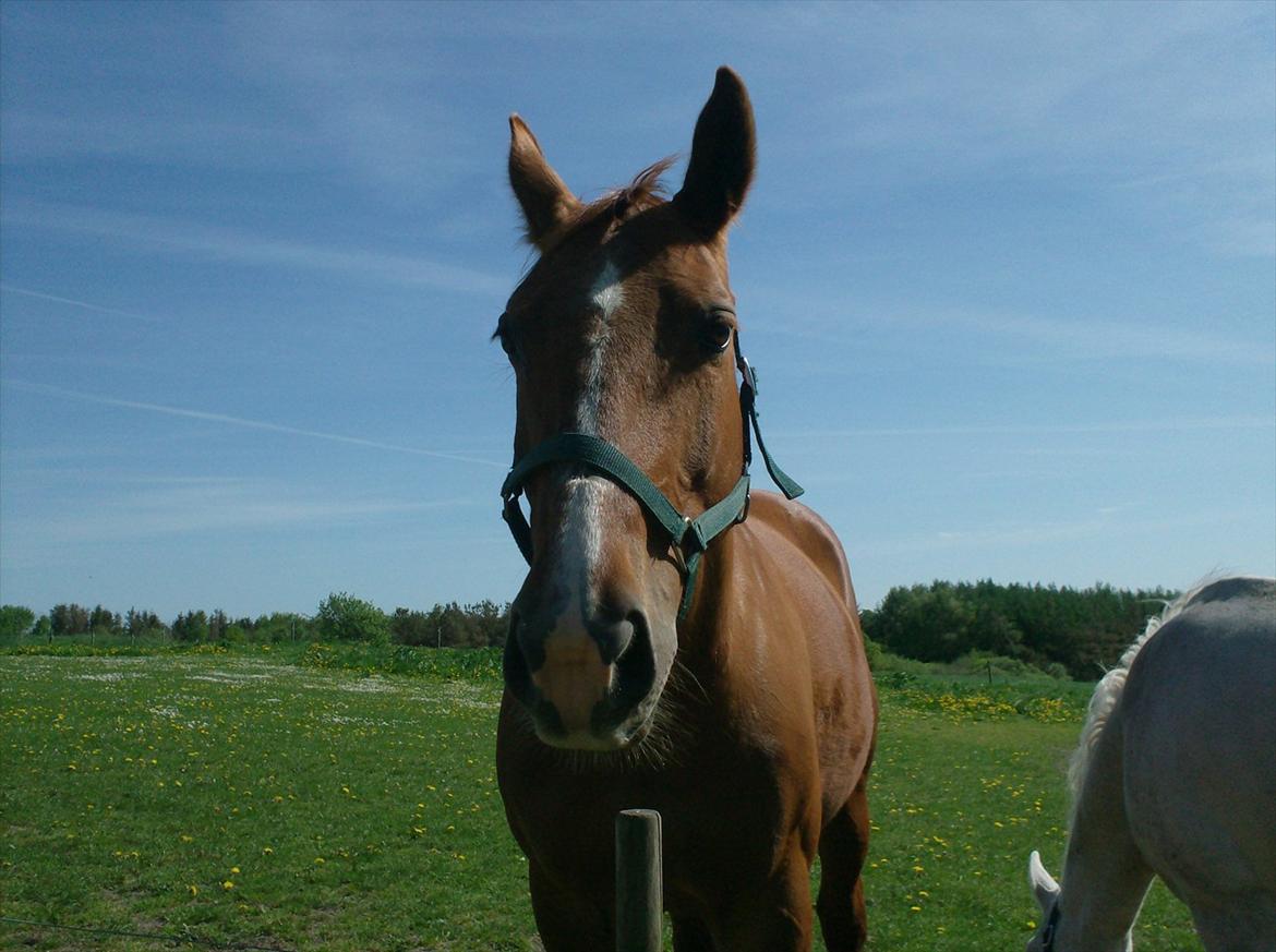 Oldenborg Mandonna billede 13