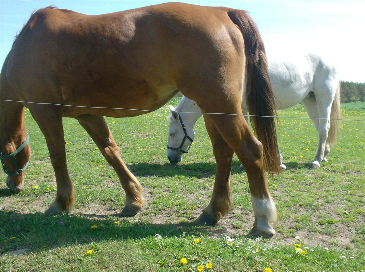 Oldenborg Mandonna billede 15