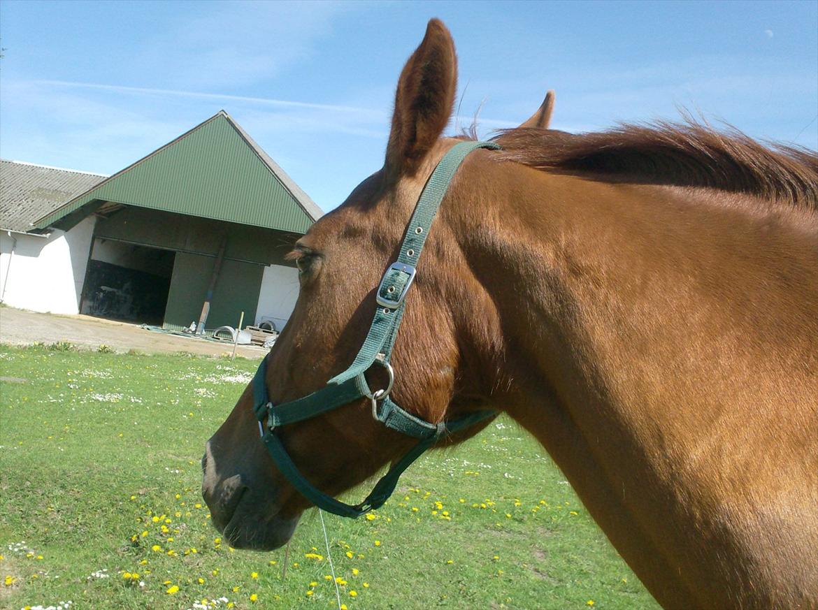 Oldenborg Mandonna billede 18