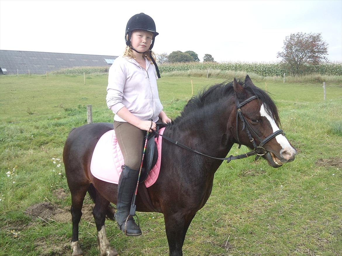 Welsh Mountain (sec A) cille SOLGT billede 3