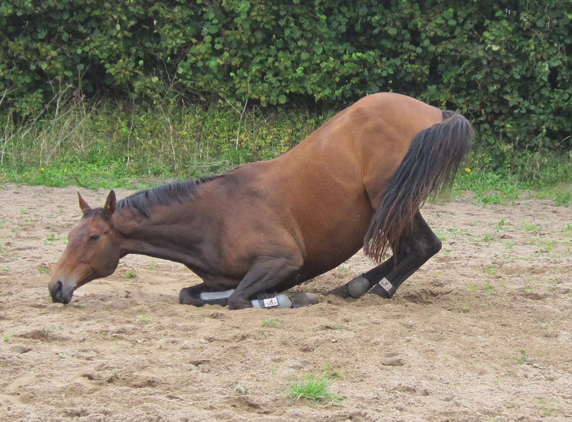 Dansk Varmblod Ran Frydenlund billede 3