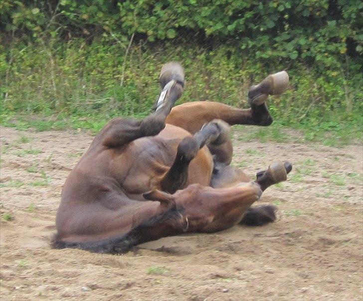 Dansk Varmblod Ran Frydenlund billede 2