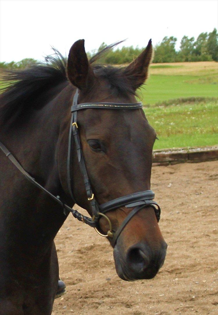 Oldenborg Chatello billede 1