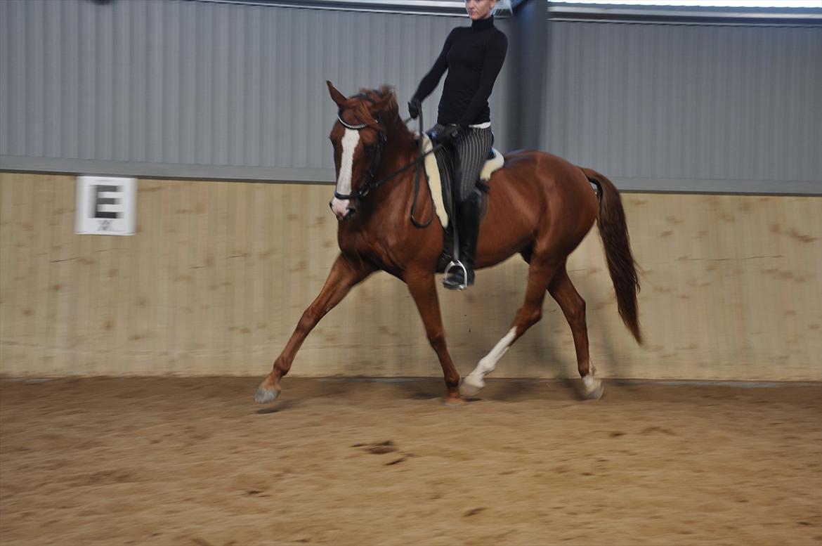 Dansk Varmblod Mae Blossom  billede 15