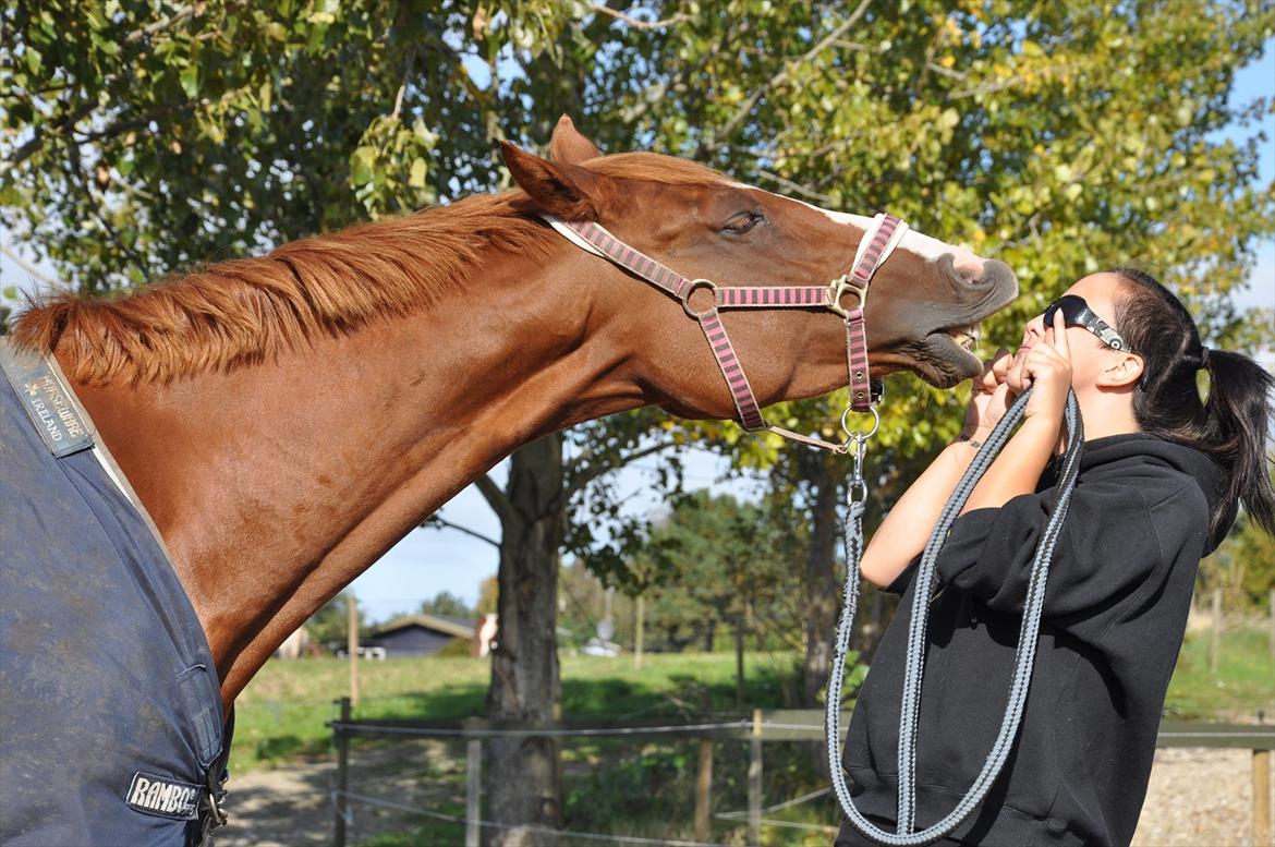 Dansk Varmblod Mae Blossom  billede 16