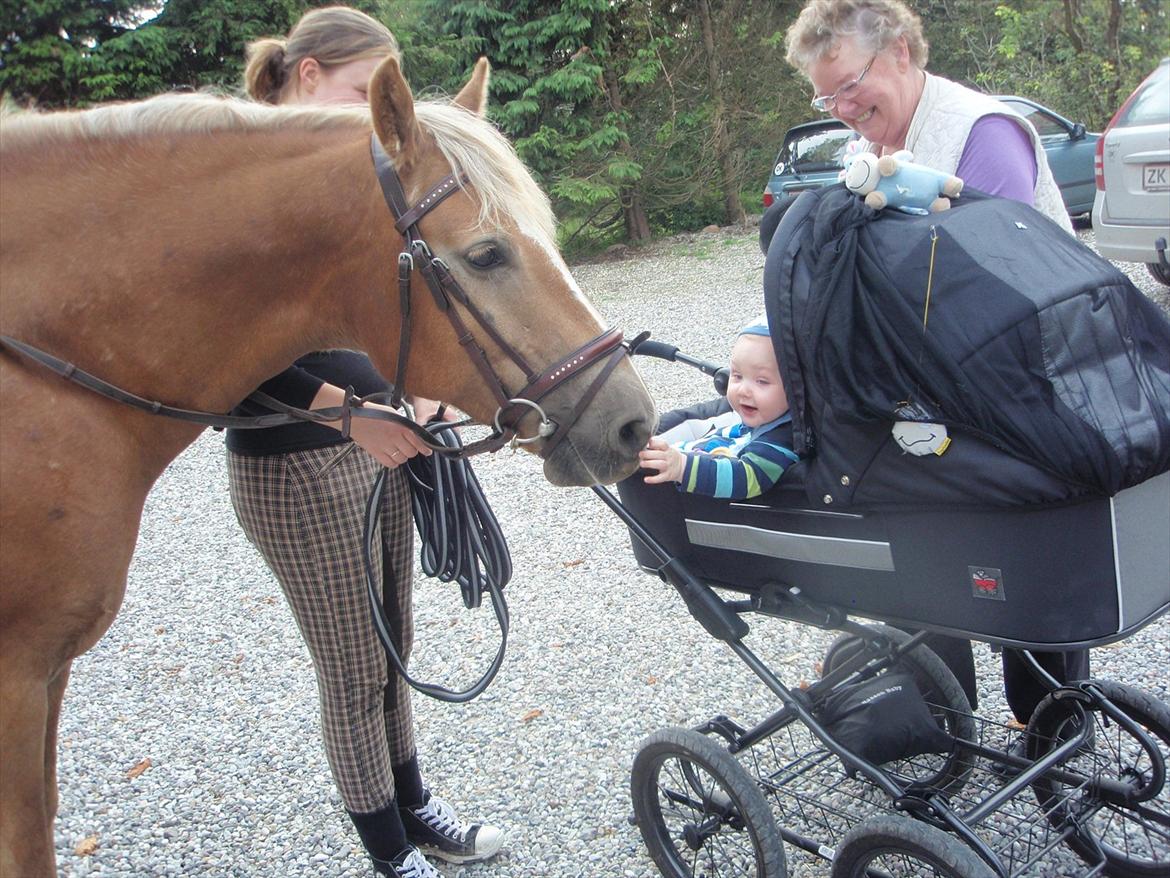Haflinger Xander - Xander skulle lige hilse på Jamie:) billede 14