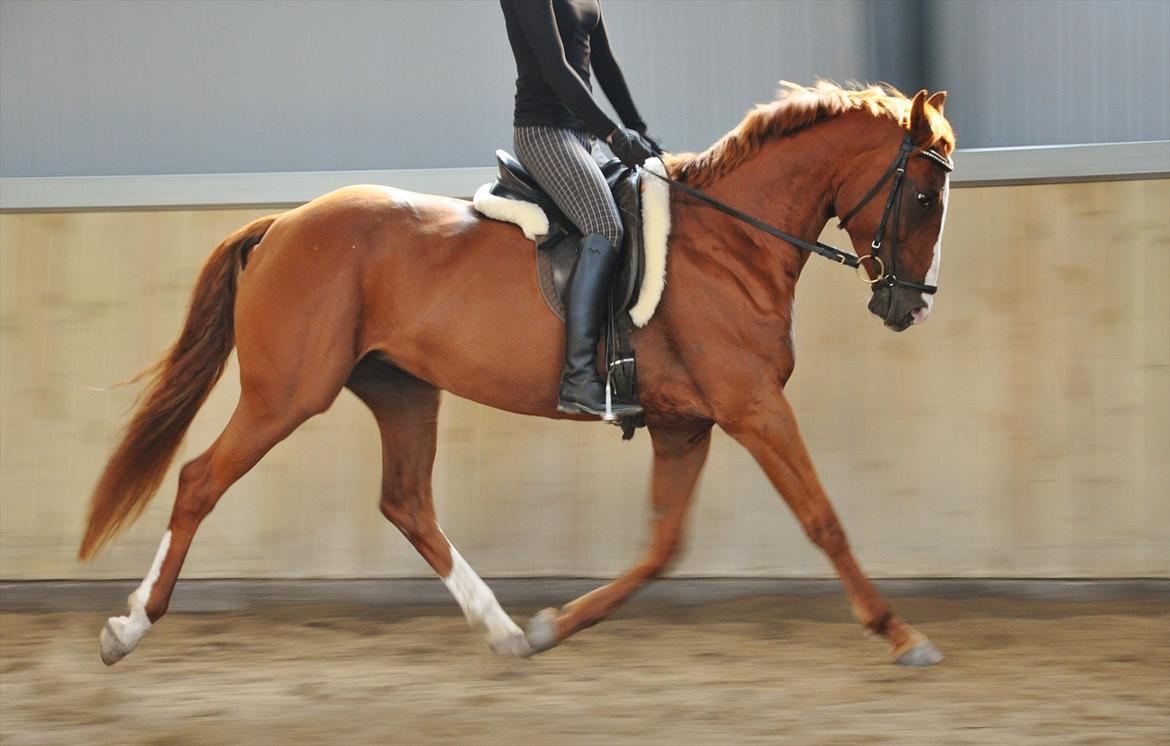 Dansk Varmblod Mae Blossom  billede 6