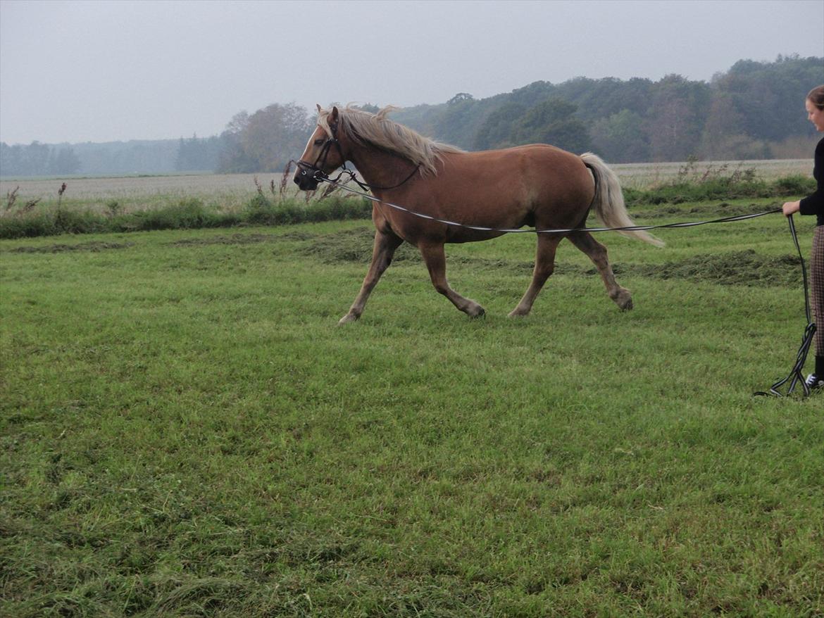 Haflinger Xander - Longering af Xander efter halthed.
:) billede 15
