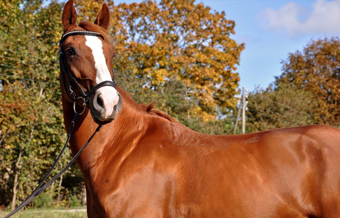 Dansk Varmblod Mae Blossom  billede 1