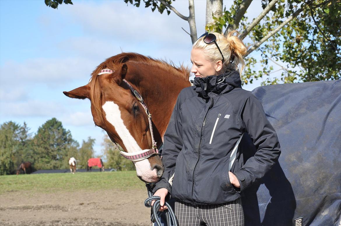 Dansk Varmblod Mae Blossom  billede 17