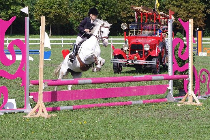 Anden særlig race Rævehalegårds Snowstar billede 11