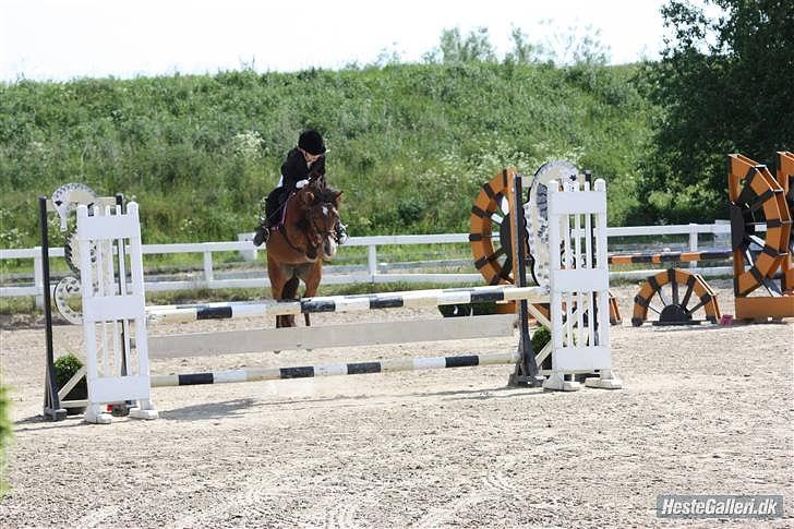 New Forest Stella Nova billede 9